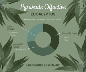 Pyramide Olfactive Eucalyptus - Les Bougies de Challuy-fi34967744x1001